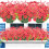 Artificial Violet Flowers 12 Pack UV Resistant 1