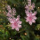 Glitter julestjerneblomster til juletre, krans og 1