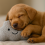 HugglePets HugglePets Tiny Tails Clive Cloud Squeaky Puppy Toy 2