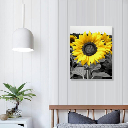 Černobílá slunečnice na zeď 16x20 palců 2