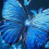 Butterfly Blue Shower Curtain Set with Hooks 5