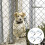 4 Sets Barrier Pet Cage Latch Door Lock Rust-proof 7