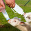 2Pièces Pour Veau Avec Durable Usage 10