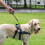 LED-indragbart hundkoppel med avfallspåsehållare 3