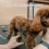 Κιτ ψαλιδιού περιποίησης σκύλου 6 σε 1 με στρογγυλές άκρες ασφαλείας, ανθεκτικό 8