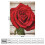 Red Rose Flannel Throw Blanket 40 x 50 in 4