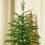 Mini Christmas Tree with Warm Lights 2ft 5