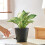 Plantepotter Selvvandende 20 cm, 2-pak, sort 6
