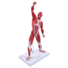 Human Muscle Anatomy Model, 20in Muscular System Model for Medical Education