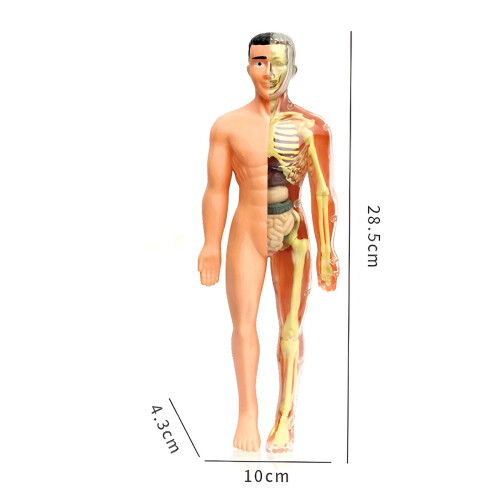Jucărie model schelet uman pentru copii, kit educațional de anatomie 1