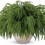 12 Pcs Artificial Norfolk Pine Branches 18 Inch 5
