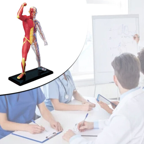 Model de anatomie musculară umană, material didactic din plastic 2