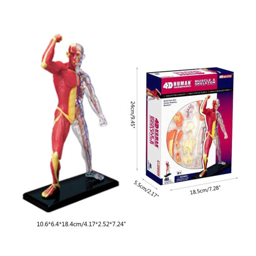 Model de anatomie musculară umană, material didactic din plastic 1