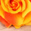 Presilha e broche de cabelo com rosa laranja artificial 5