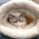 Cat Sleeping Bag Self-Warming Plush Cave Bed35x45cm 7