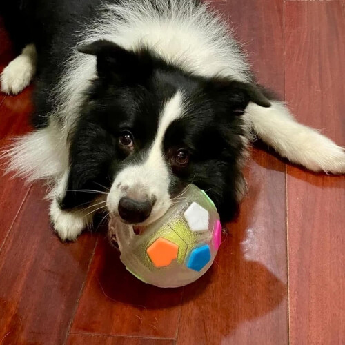 TPR Dog Soccer Ball Durable Interactive Toy with Handles 2