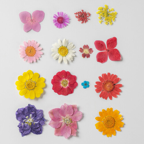 Fiori secchi pressati – Prodotti botanici naturali, 35 pezzi 2