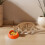 Orange Dog Food Bowl Plastic 8.3 Inch 2 Pack 5