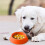 Orange Dog Food Bowl Plastic 8.3 Inch 2 Pack 6