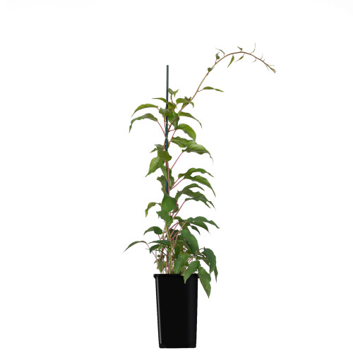 KIWI Weiki - weiblich 1L 1