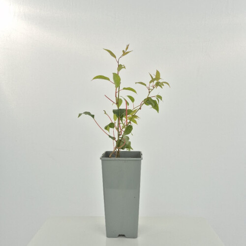 KIWI ‘Ananasnaja‘ - weiblich  2L 1