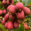 KIWI ‘Ananasnaja‘ - weiblich  2L 4