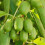 KIWI Issai Selbstfruchtbar  2L 2