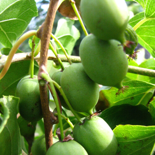 KIWI Issai Selbstfruchtbar  2L 2