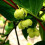 KIWI Issai Selbstfruchtbar  2L 5