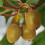 KIWI Jenny weiblich 2L 4