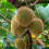 KIWI Jenny weiblich 2L 5