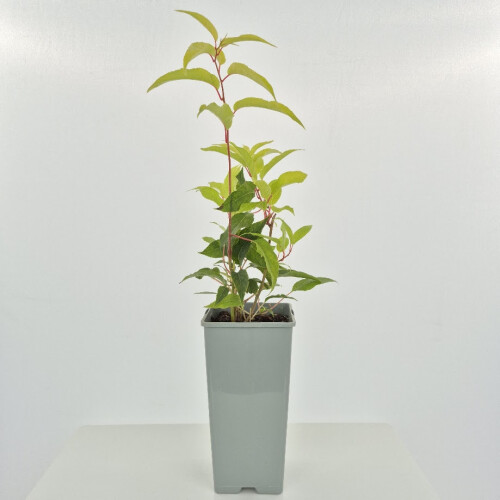 KIWI Purpurna Sadowa weiblich 2L 1