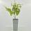 Actinidia polygama 2L 2