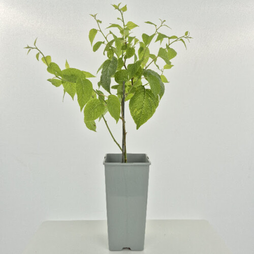 Actinidia polygama 2L 1