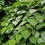 Actinidia polygama 2L 5