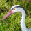 Pisces Multi Pack Pond Decoy  - Heron and Owl 8