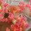 Slinger met kersenbloesemmotief, warm wit, 20/40 LED's 5