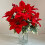 Χρυσά τεχνητά λουλούδια Poinsettia κόκκινα με κλιπς και μίσχους 4