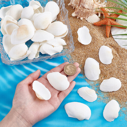 PH40pcs1~2inch Φυσικά κοχύλια χτενιών χωρίς τρύπα/άτρωτα κοχύλια παραλίας κοχύλια 2