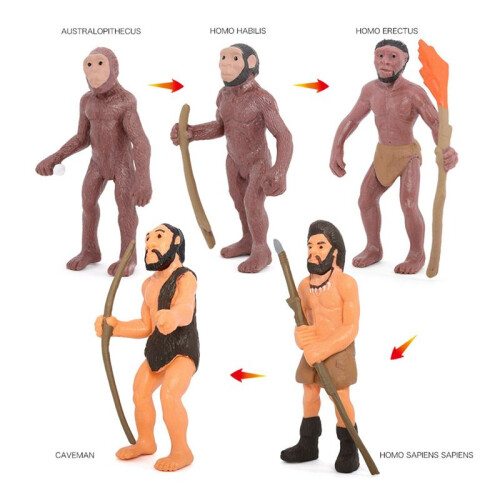 Simulation Human Evolution Models Primitive Figurine Growth Cycle Human Action Figures Educational Toys for Children 1