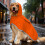 Dog Raincoat Transparent Hood Reflective Trim Adjustable 3