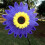 Ανεμόμυλοι EASTIN Sunflower, Ανεμόμυλοι κήπου 14" για διακόσμηση γκαζόν και αυλής – 6