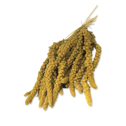 Lolo Pets Basic Millet 100G Proso Żółte W Kłosach 1