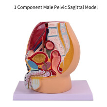 Anatomisches Modell der Männlichen Vagina in Lebensgröße, Medianer Sagittalschnitt, Modell der Beckenhöhle Des Menschlichen Mannes