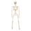 16" Realistic LED Skeleton Prop with Posable Joints 2