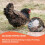 2-Piece Adjustable Chicken Saddles for Hens 4