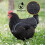 2-Piece Adjustable Chicken Saddles for Hens 5