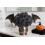 20pcs Artificial Chrysanthemum Ball Flowers Grey Black 5