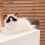 Handgefertigtes, realistisches Ragdoll-Katzen-Plüschtier 5