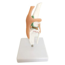 Modello Scheletro Cane, Articolazione Ginocchio Cane, Articolazione Cane, Modello con Funzione Dei Legamenti Cane, Scheletro Cane, Modello Scheletro